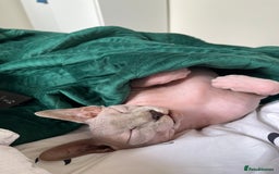 Sphynx cats for sale: Two Sphynx looking for doting home - Image 5