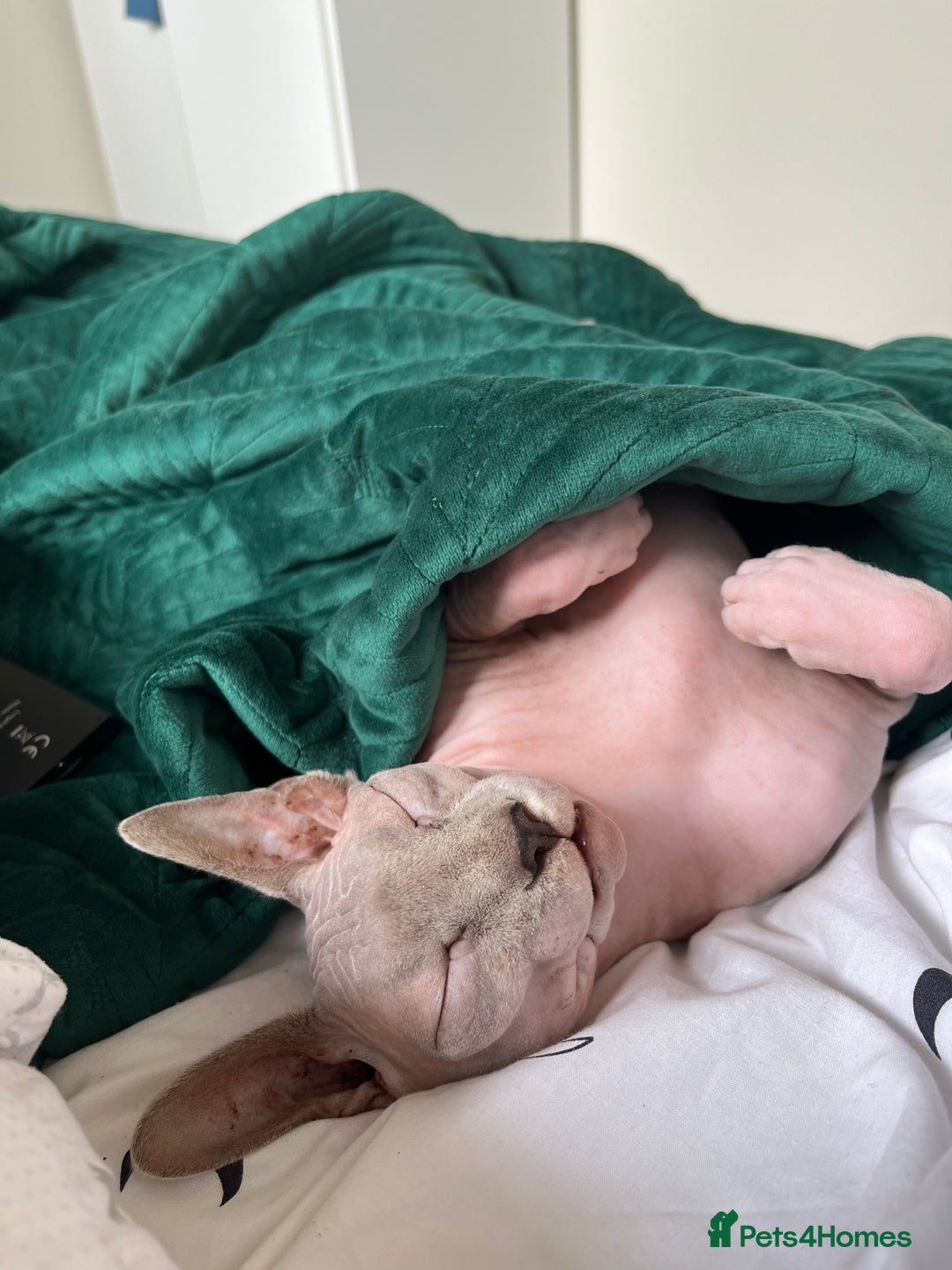 Sphynx cats for sale: Two Sphynx looking for doting home - Image 5