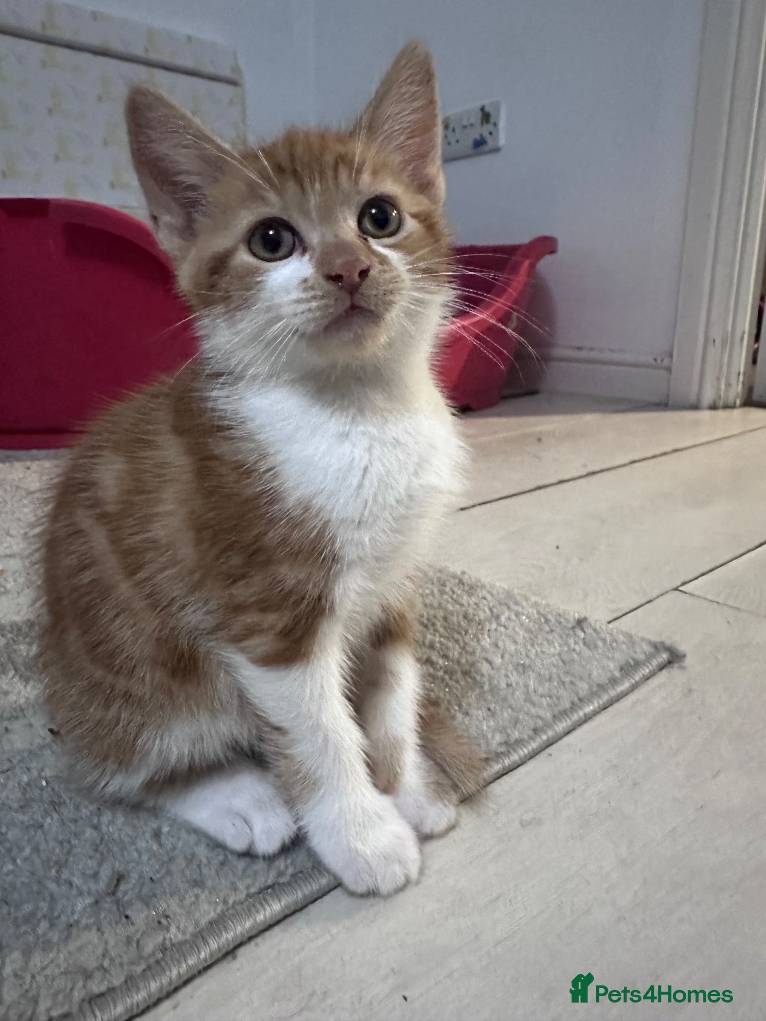 Mixed Breed cats 1 Ginger and White boy available 🐾. READY NOW  - Advert 1