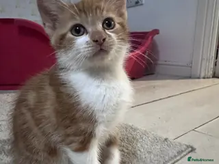 Mixed Breed cats 1 Ginger and White boy available 🐾. READY NOW - Advert 1