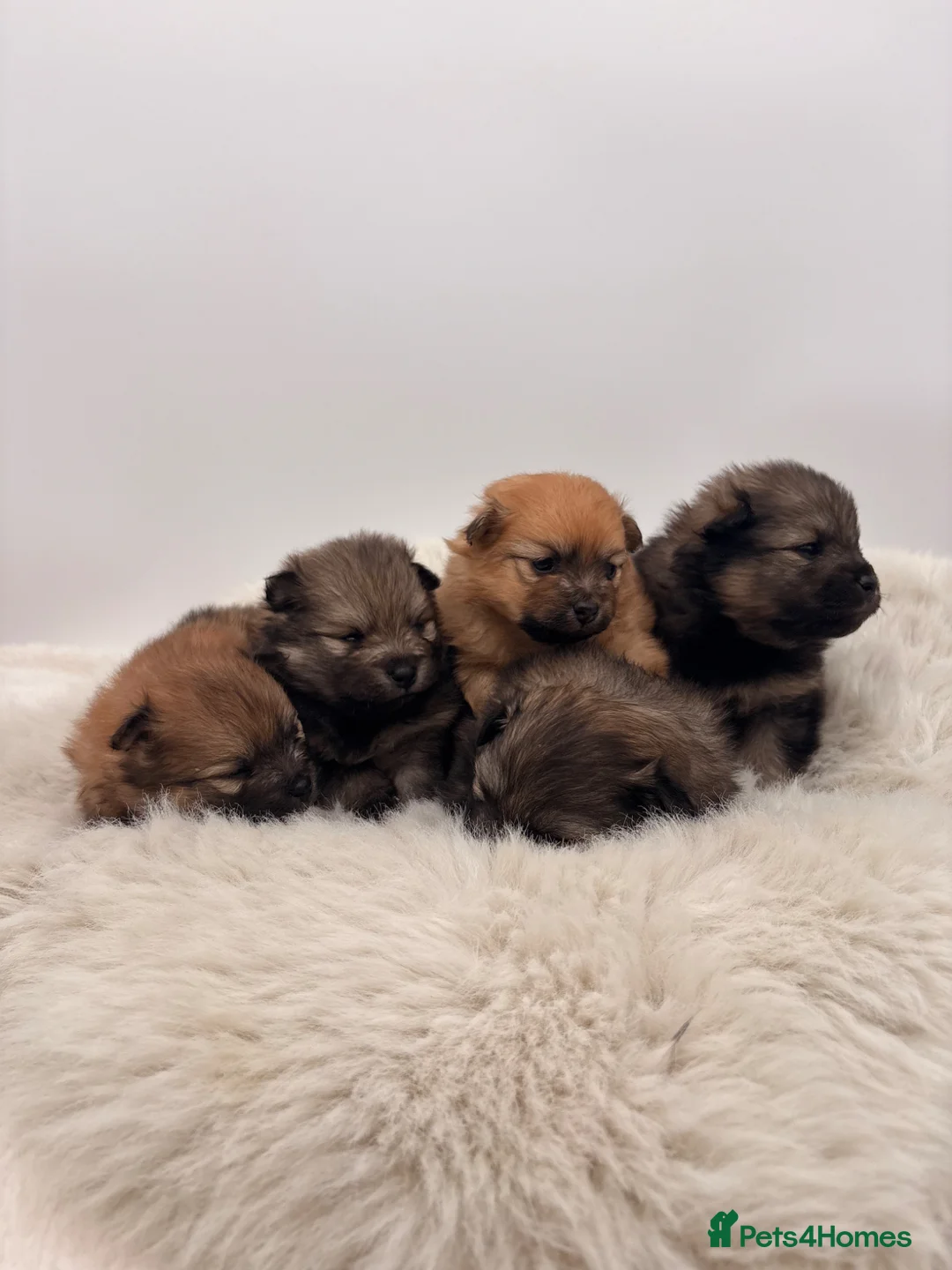 Pomeranian dogs for sale: Beautiful pomerian puppys 🐾🐾 in Egham - Advert 1