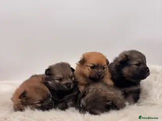 Pomeranian dogs Beautiful pomerian puppys 🐾🐾 - Advert 1