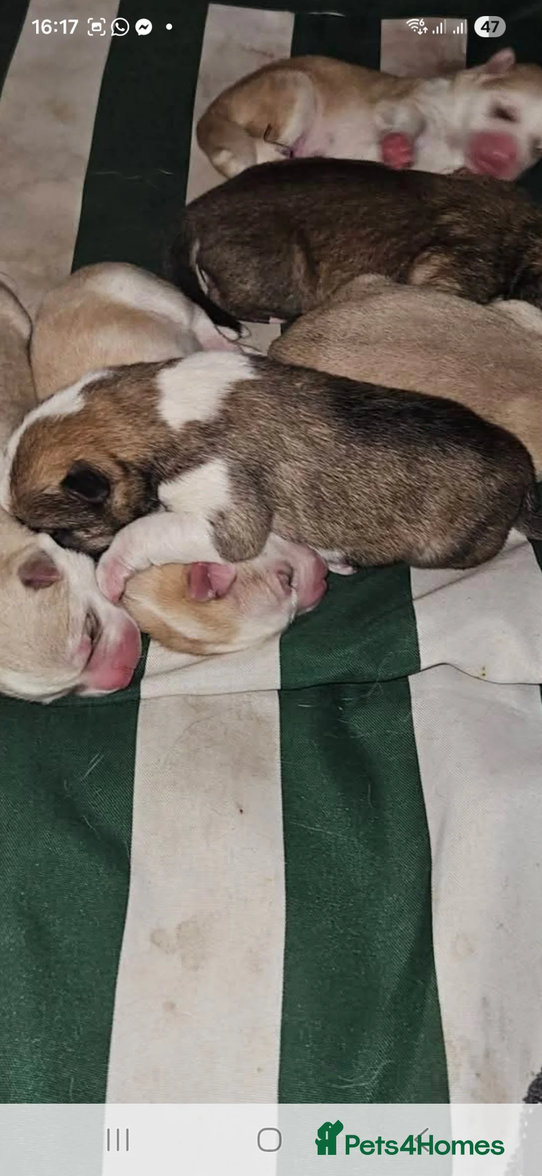 Huskita dogs for sale: Beautiful huskita  in Saint Helens - Advert 2