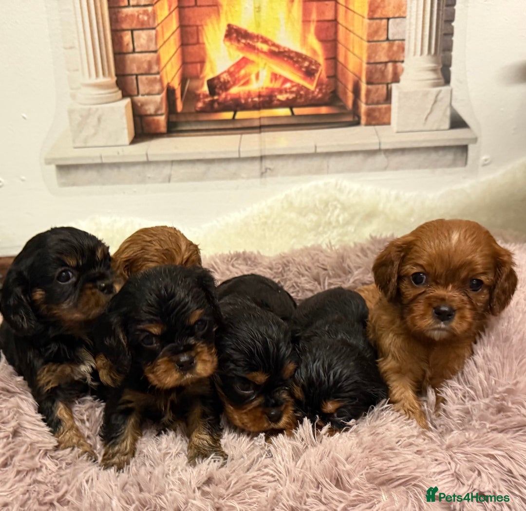 Cavalier King Charles Spaniel dogs for sale: KC King Charles Cavalier Puppies for sale  - Advert 1