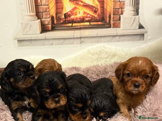 Cavalier King Charles Spaniel dogs KC King Charles Cavalier Puppies for sale - Advert 5