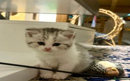 Mixed Breed cats for sale: Scottish fold X - Image 5