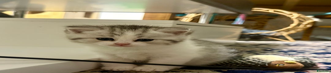  Kitten 3