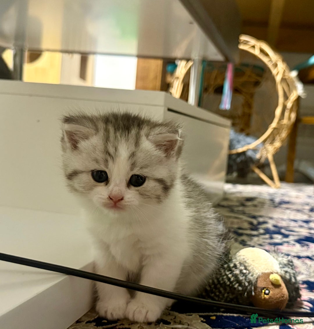 Mixed Breed cats for sale: Scottish fold X - Image 5