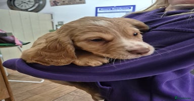 Cocker Spaniel dogs - Advert 4