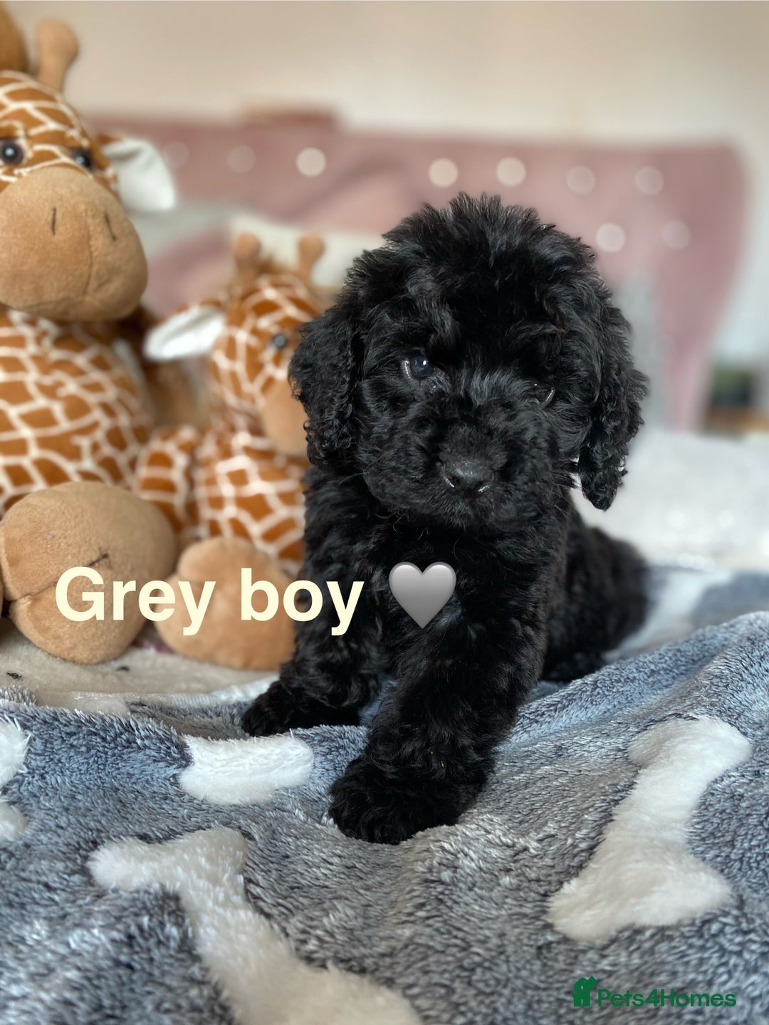 Cockapoo dogs for sale: Cockapoo puppies 💜 - Advert 12