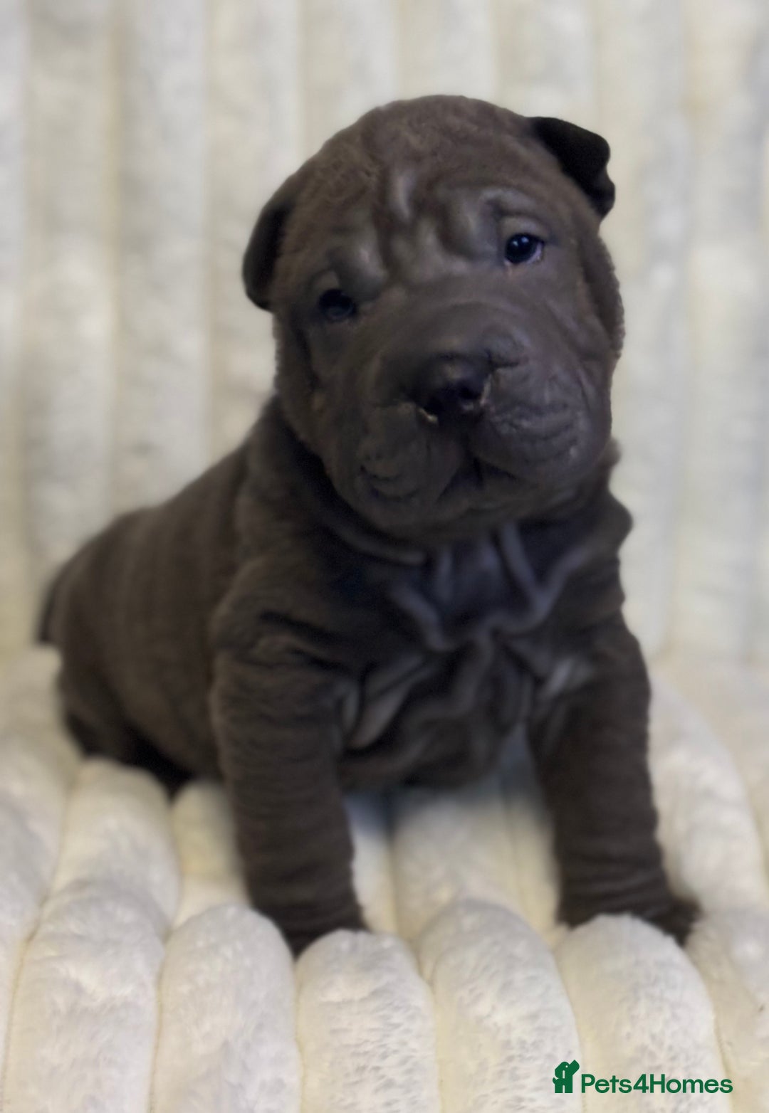 Shar Pei dogs for sale: Sharpei Puppies  - Advert 2
