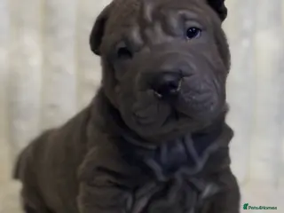 Shar Pei dogs Sharpei Puppies Chinese shar pei ready to leave - Advert 4