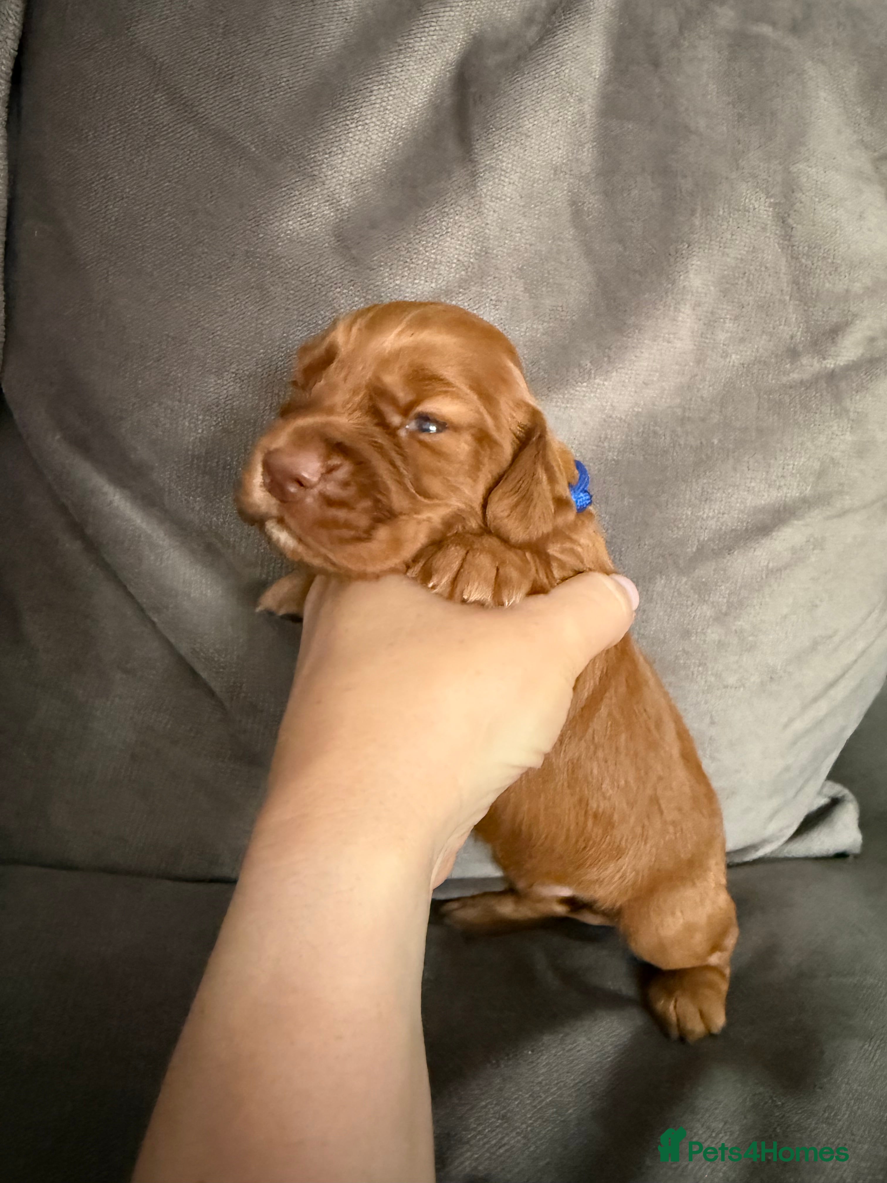 Cocker Spaniel dogs Red KC Registered Working Cocker Spaniel - Advert 2