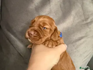 Cocker Spaniel dogs Red KC Registered Working Cocker Spaniel - Advert 2