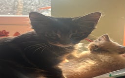 Mixed Breed cats for sale: Beautiful mixed kittens  - Image 13
