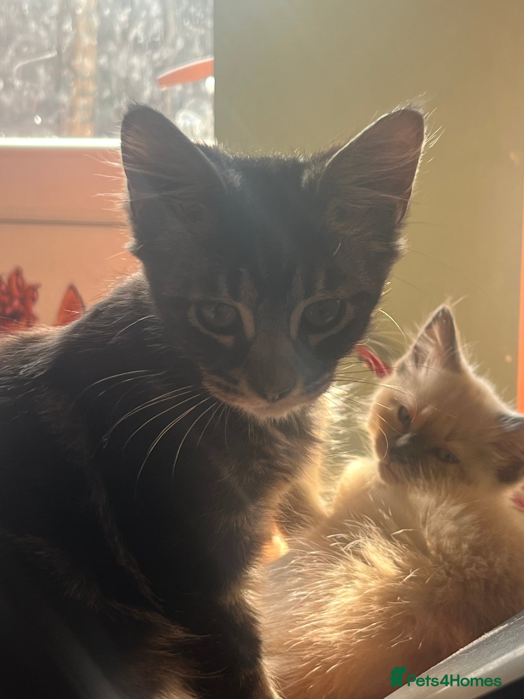 Mixed Breed cats for sale: Beautiful mixed kittens  - Image 13