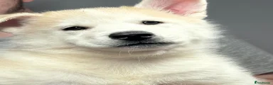 Siberian Husky 3