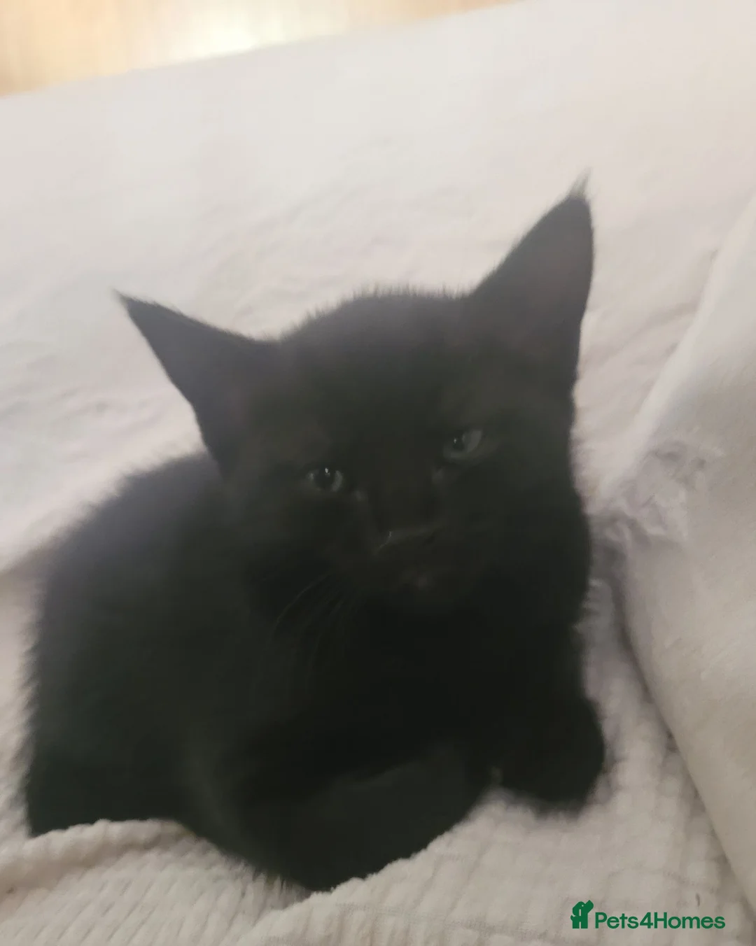 Mixed Breed cats for sale: Adorable Kittens Looking for Loving Homes - Advert 16