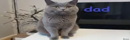 British Shorthair cats for sale: 👀 Stunning British Shothair kittens 👀 - Advert 4