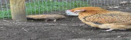 Chickens poultry for sale: 4 straight run chicks available - Advert 5
