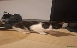 Mixed Breed cats for sale: 1 kitten left. READY NOW - Image 24