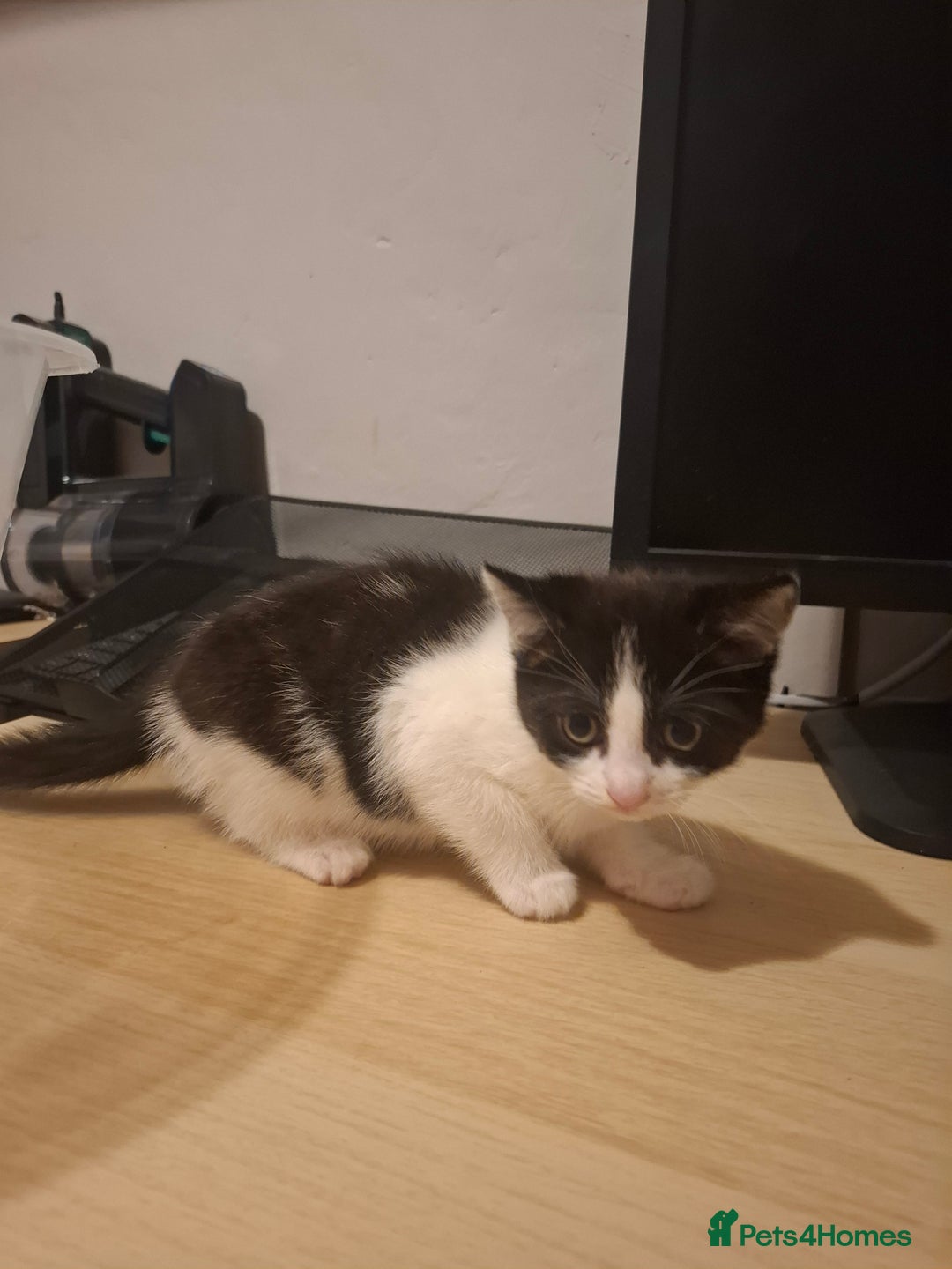Mixed Breed cats for sale: 1 kitten left. READY NOW - Image 24
