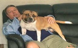 Staffordshire Bull Terrier dogs for stud: Proven Staffordshire Bull Terrier for Stud  - Image 18