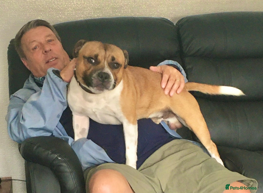 Staffordshire Bull Terrier dogs for stud: Proven Staffordshire Bull Terrier for Stud  - Image 18