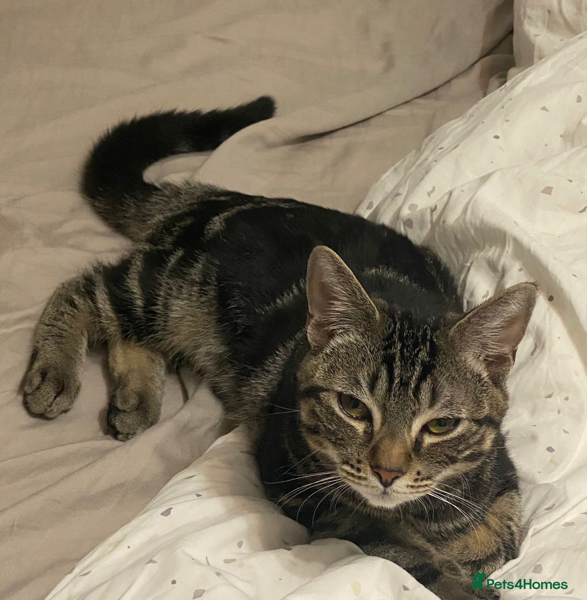 British Shorthair cats Kittens of 6 months NEED GONE URGENTLY  - Advert 11