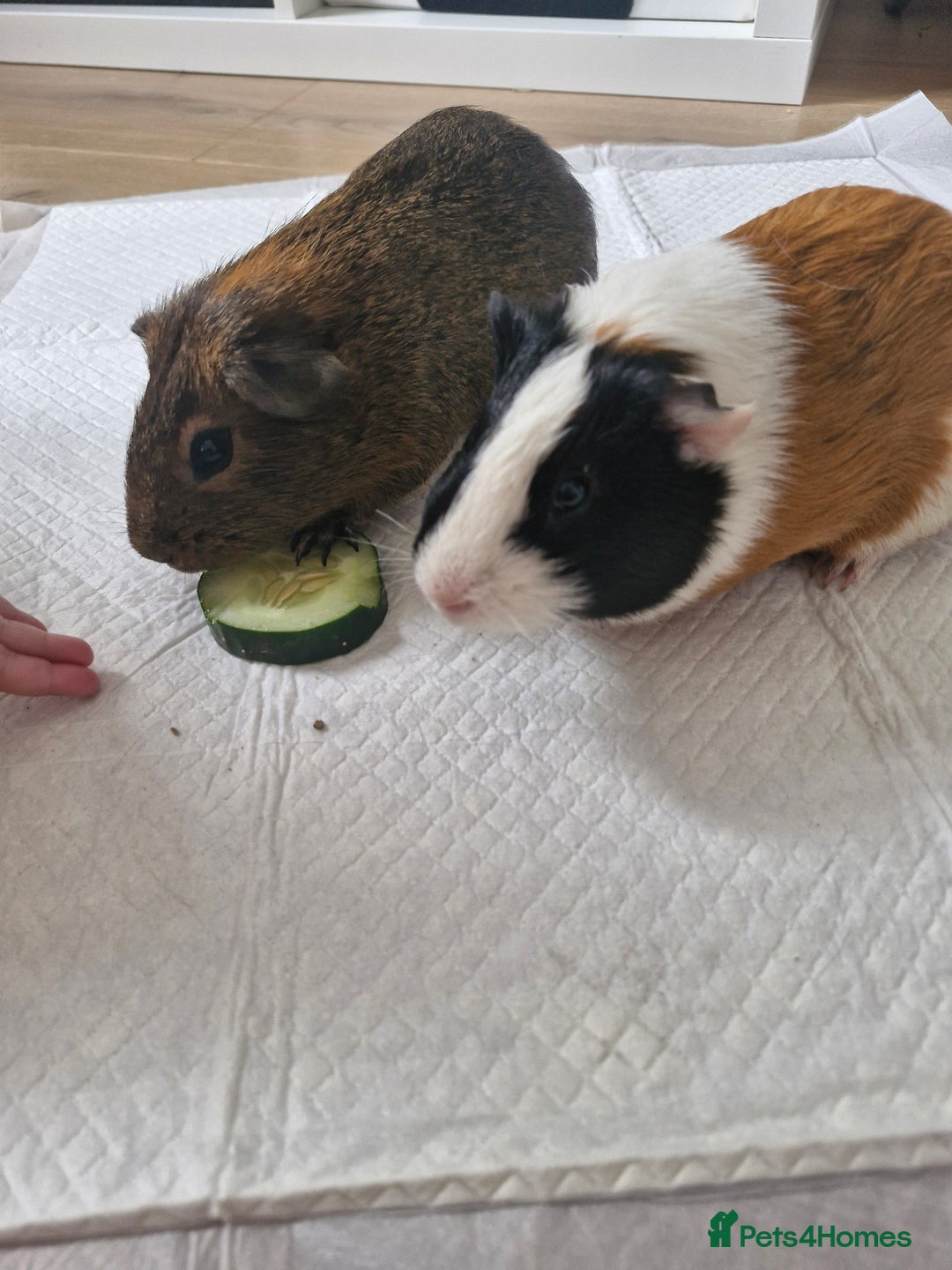 Guinea Pig rodents for sale:  2 Playful Male Guinea Pigs (4 Months)  - Image 7