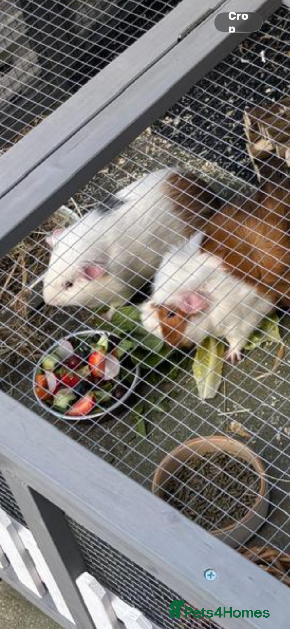 Guinea Pig rodents Cookie and sprinkles - Advert 1