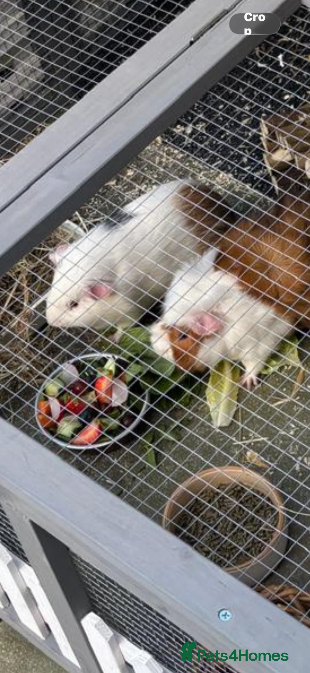 Guinea Pig rodents for sale: Cookie and sprinkles in Sittingbourne - Advert 1