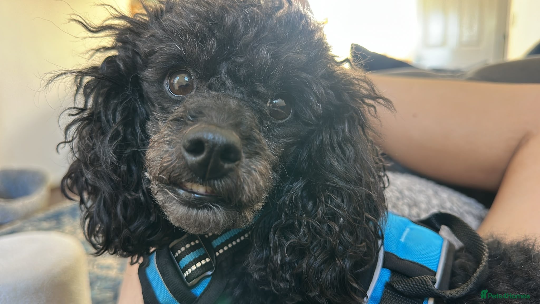 Toy Poodle dogs Male, 4 year old black toy poodle  - Advert 1
