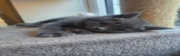 British Shorthair cats for sale: Blue British Shorthair  - Advert 18