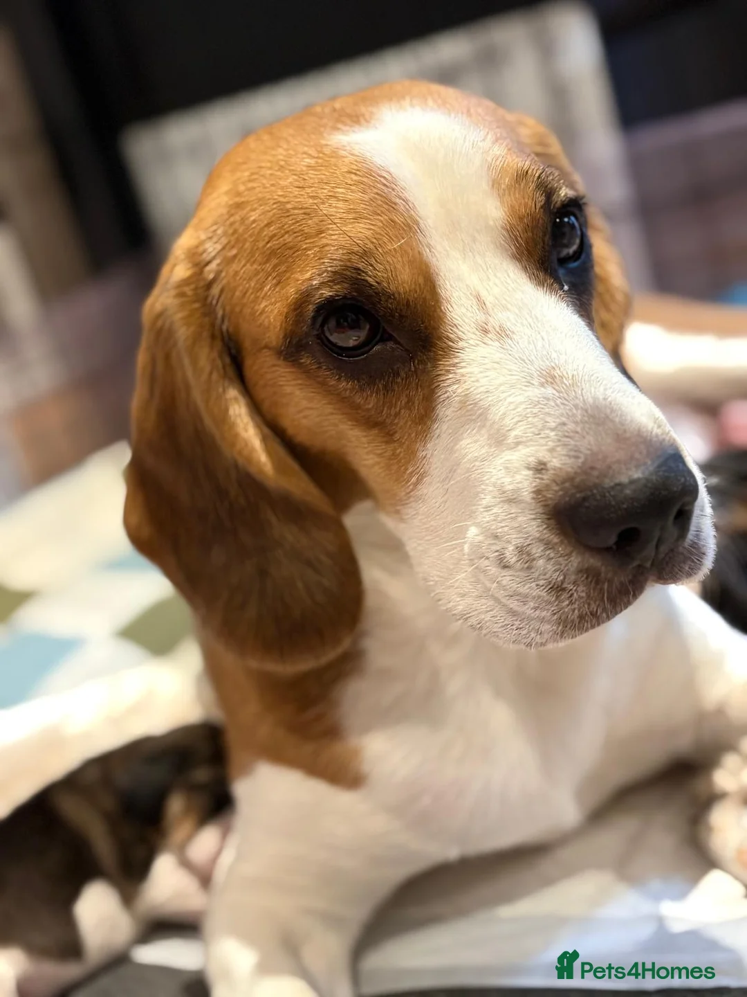 Beagle dogs for sale: Beagle Puppies for sale - Advert 4