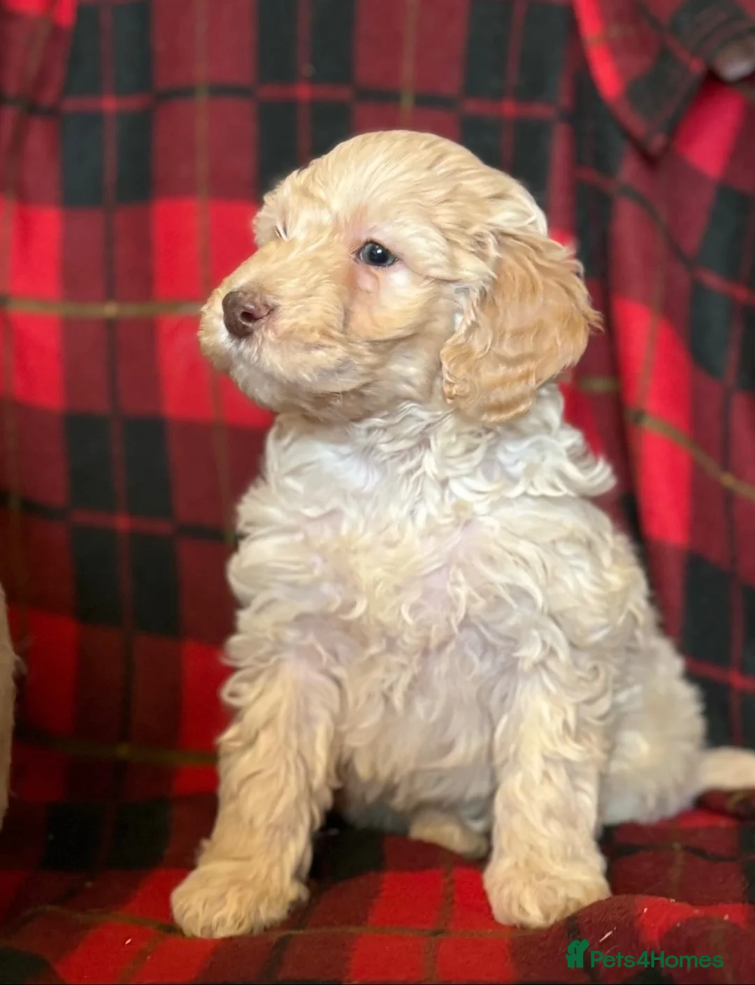 Labradoodle dogs for sale: Labradoodle pups  in Dundee - Advert 2