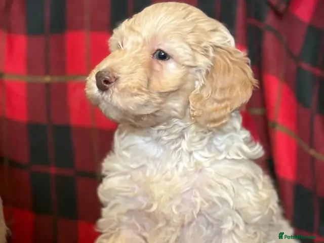 Labradoodle dogs Labradoodle pups - Advert 2