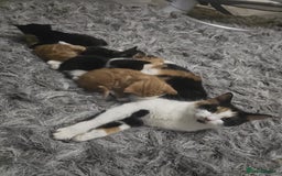 Mixed Breed cats for sale: Mixed mainecoon - Advert 1