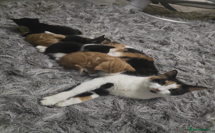 Mixed Breed cats Mixed mainecoon - Advert 1