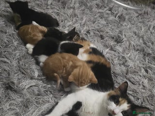 Mixed Breed cats Mixed mainecoon - Advert 1