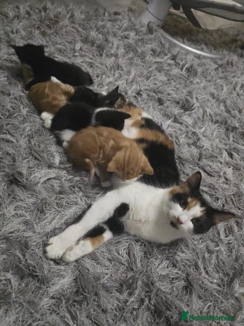 Mixed Breed cats Mixed mainecoon - Advert 1