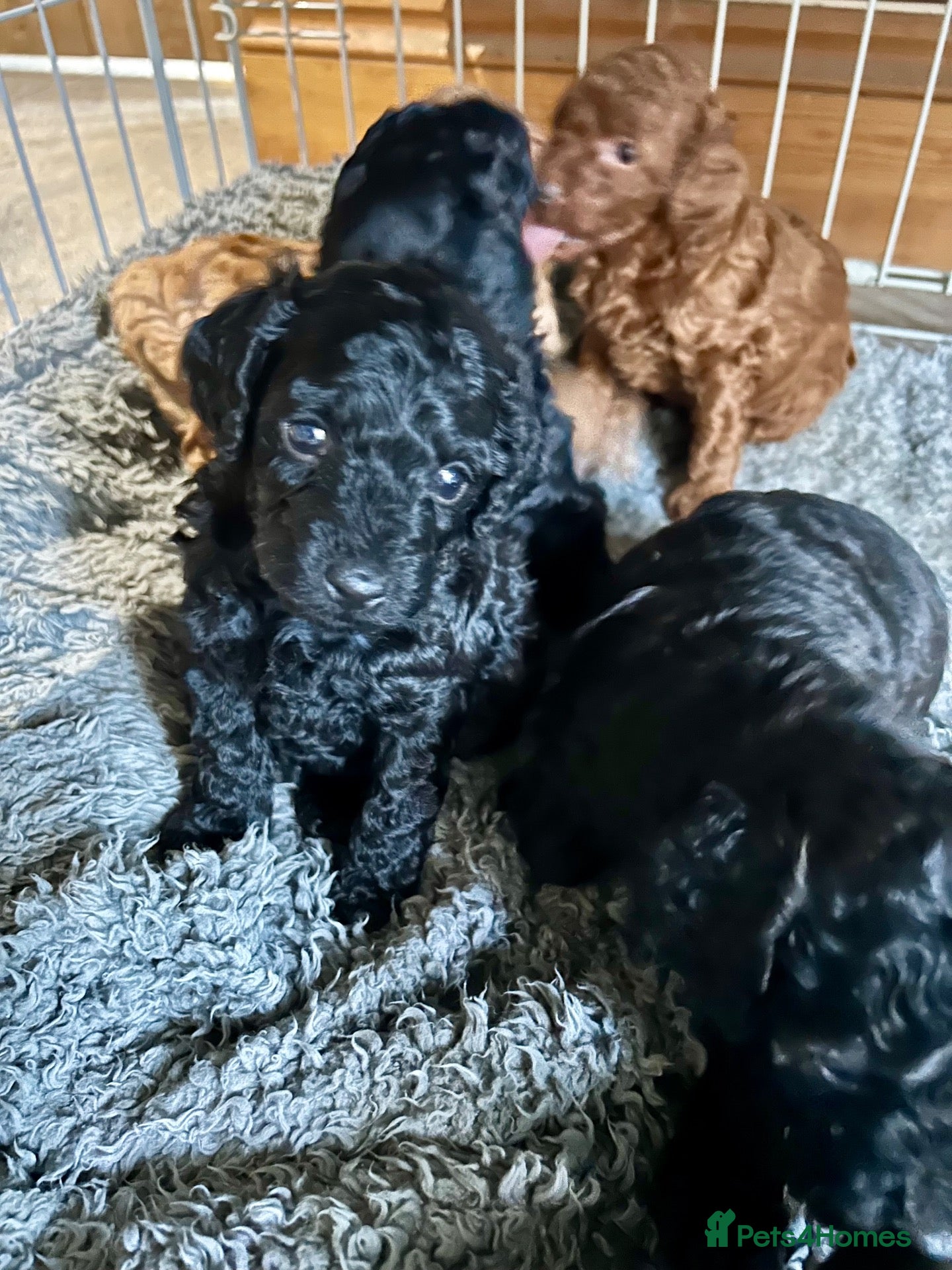 Cockapoo dogs Stunning glossy black cockapoo boys - Advert 7