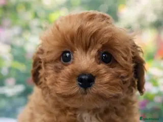 Cavapoo dogs Beautiful red F1b Cavapoo puppies 🐶 READY NOW - Advert 10