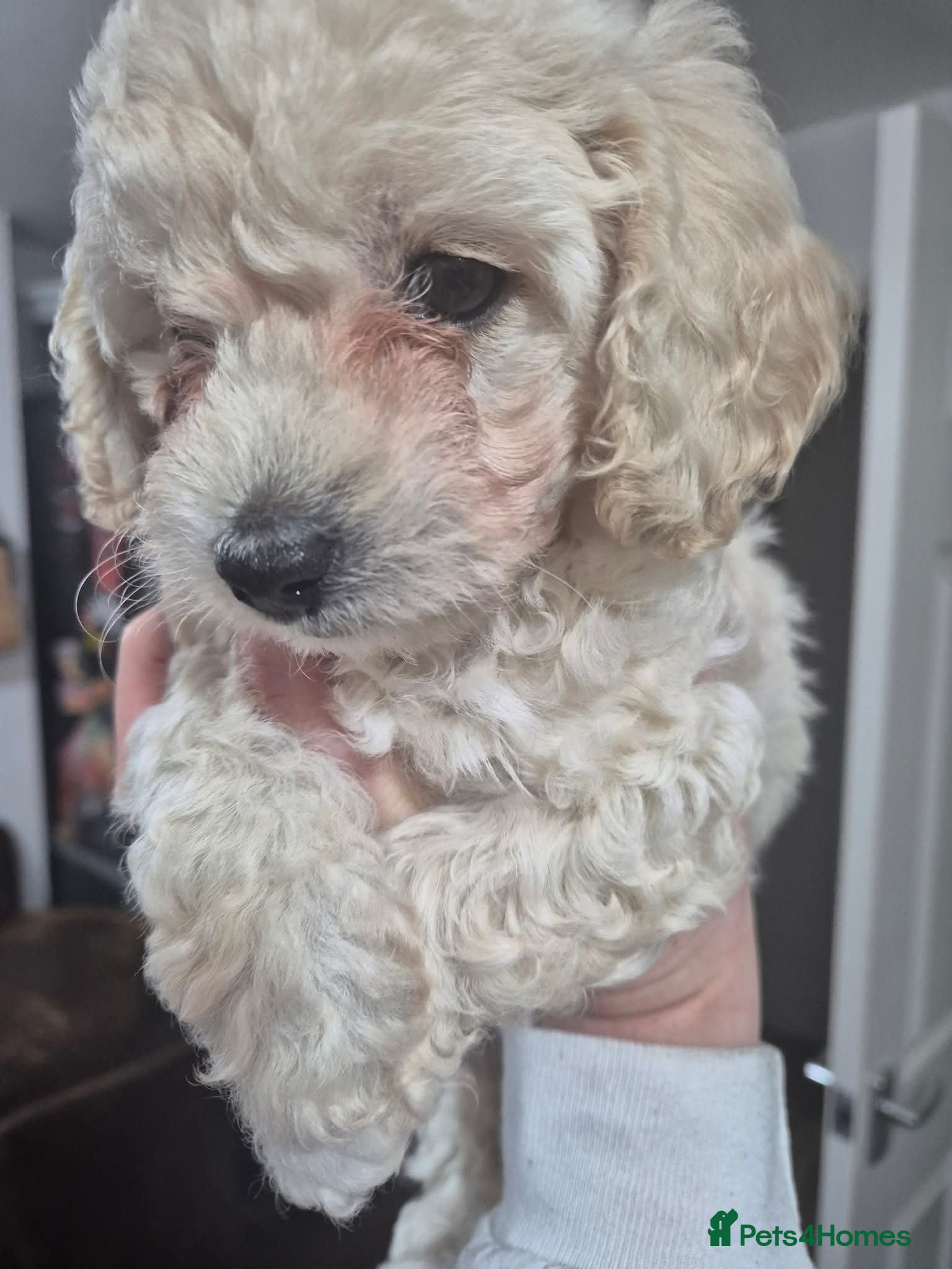 Cavachon dogs Beautiful female Cavapoochon pup - Advert 6