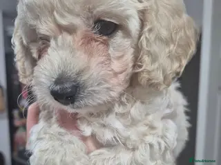 Cavachon dogs Beautiful female Cavapoochon pup - Advert 6