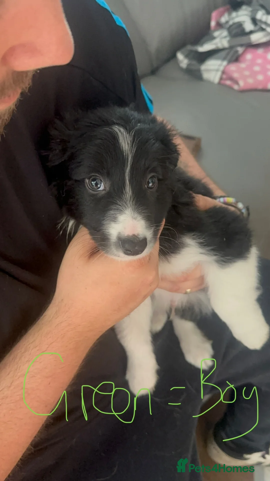 Border Collie dogs for sale: Border collie puppies in Tranent - Advert 32