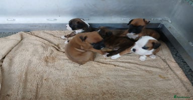 Boxer dogs - Advert 5