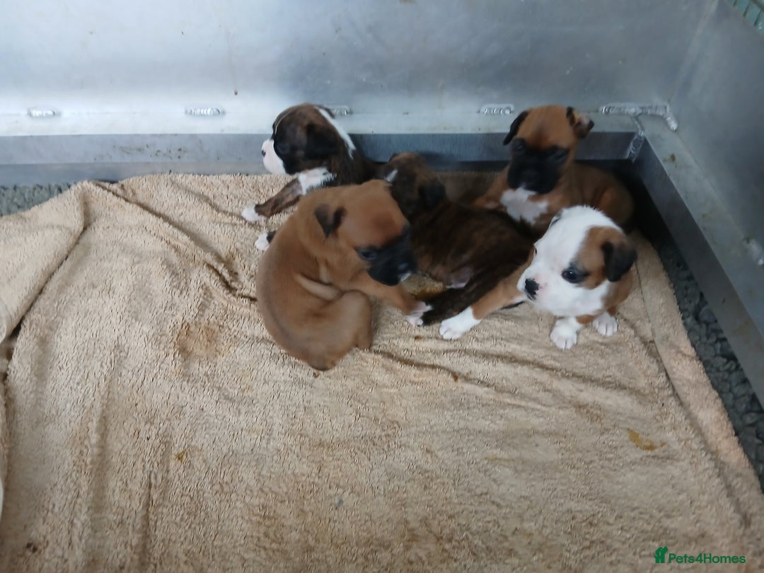 Boxer dogs for sale: Kc registered bob and tailed boxer puppies - Image 3