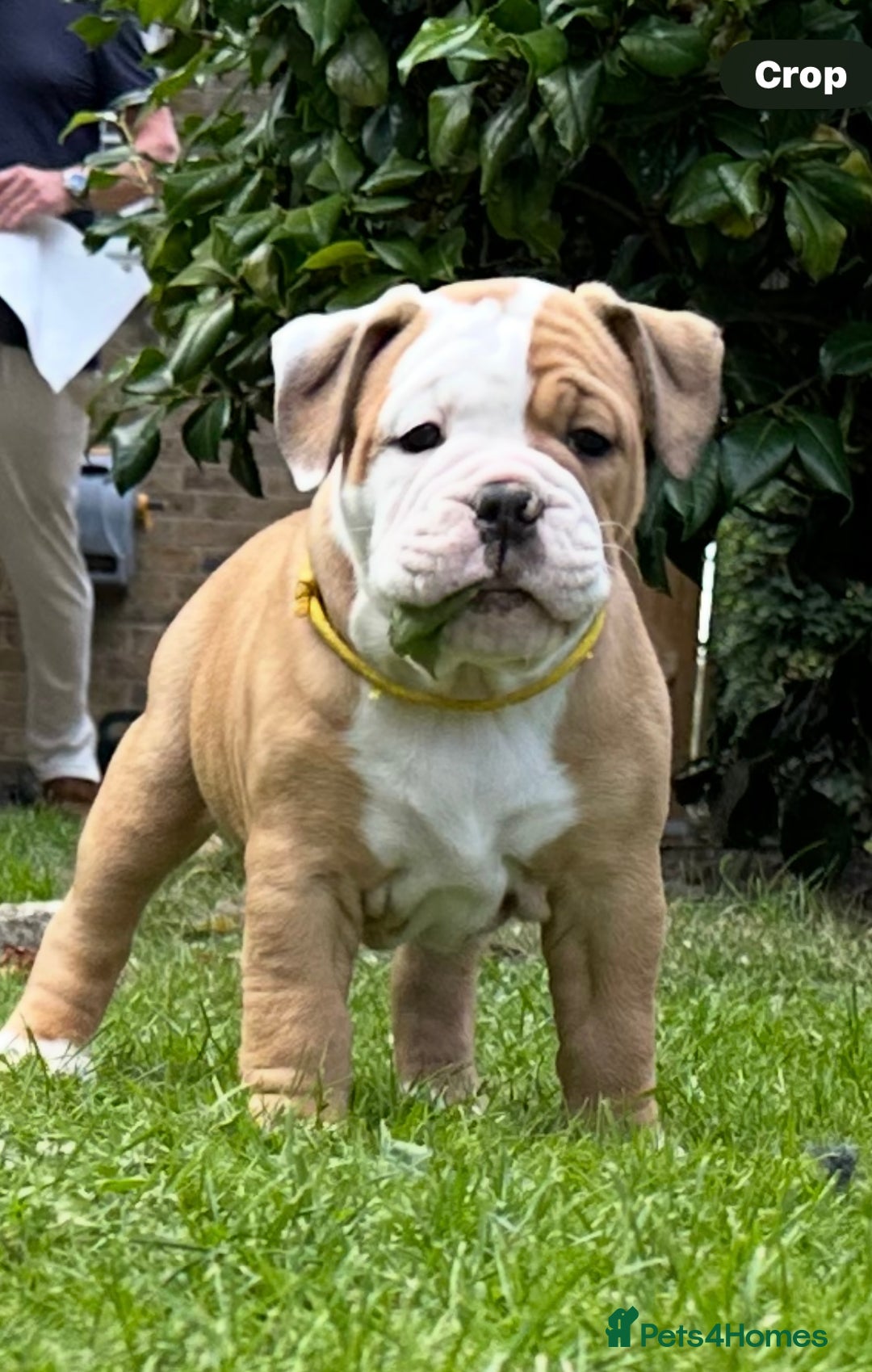 Old Tyme Bulldog dogs for sale: **Chunky NEBBER OLD TYME BULLDOG** - Image 9