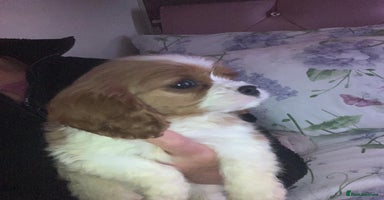 Cavalier King Charles Spaniel dogs HEALTH TESTED PARENTS King Charles cavalier pups  - Advert 2